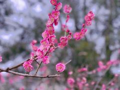 -苏州公园(双塔街道)