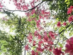 -鼓岭旅游度假区
