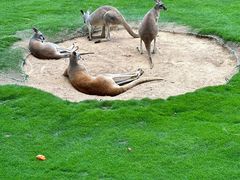 -西霞口神雕山野生动物世界
