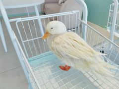 -怪兽屋·羊驼·猫咖·狗咖(俊华广场店)