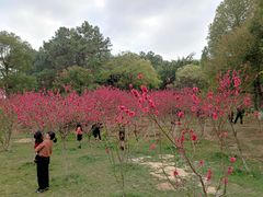 -八仙山公园