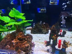 -烟台海昌鲸鲨海洋公园