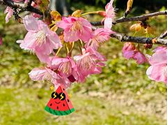 -顾村公园