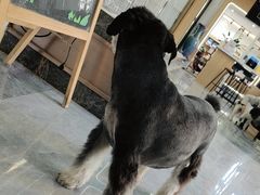 -pd派德宠物中心医院24H急重症·眼科中心·血液透析中心(嵩山北路店)