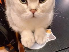 -猫小院猫主题咖啡厅(北锣店)
