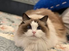-猫十亿·布偶金渐层·曼基康矮脚猫舍(青年路店)