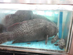android_upload_pic-渔民新村(番禺总店)