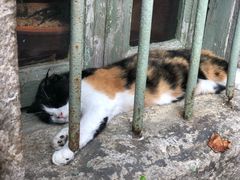 -杨桃院子咖啡吧(中华红墨店)