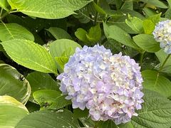 -合肥滨湖国家森林公园