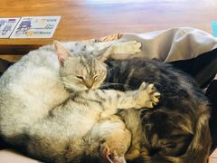 -more than meow吴止猫主题餐厅(承德 中船汇店)