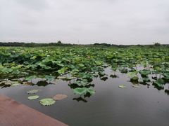-荷塘月色湿地公园·向阳花洲