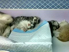 -喵的天空名猫咖啡馆·撸猫·猫舍·用品