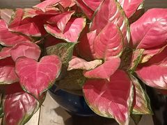 -顺兴老茶馆·精品川菜(世纪城店)