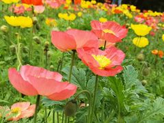 -上海共青森林公园