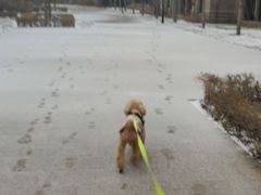 -全聚德烤鸭店(准噶尔路店)