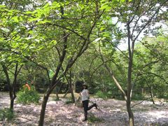 -武汉大学-樱园