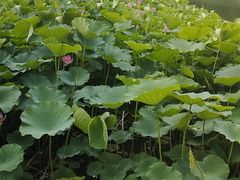 -南戴河国际娱乐中心