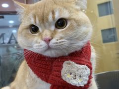 -车接车送·寄养洗护·德文猫舍(大宁店)