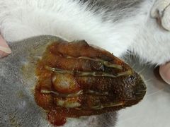 -米苏动物医院·犬猫专科·骨科外科内窥镜