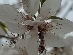 -桃花堤公园
