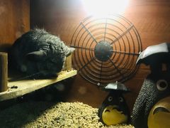 -绿色星球动物主题公园