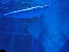 -上海海昌海洋公园-冰山北极馆