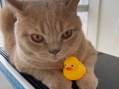 -Catmate·猫肥家润(金润铂宫店)