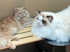 -爪爪喵星球·猫舍(卓悦中心店)