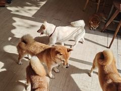 -柴犬高等学院·狗咖·柴犬售卖·宠物训练