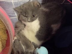 -喵zoo家庭繁育猫舍(尖东智能花园店)