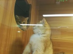 -猫十亿·布偶金渐层·曼基康矮脚猫舍(青年路店)
