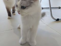 -怪兽屋·羊驼·猫咖·狗咖(俊华广场店)