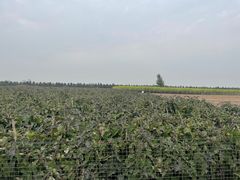 -汉长安城未央宫国家考古遗址公园