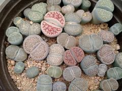 -李村大集