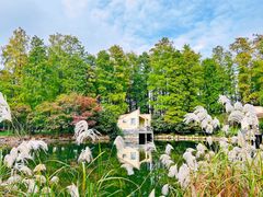 -上海共青森林公园