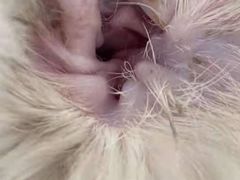 -comecome来吧宠物(奥克斯中心店)