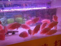 -大自然花鸟鱼虫市场