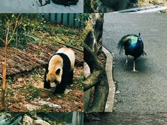 -黔灵山公园