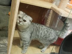 猫-拾壹cafe·工作室