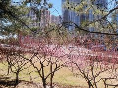 -大望京公园