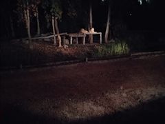 -清迈夜间动物园
