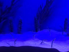 -芜湖新华联大白鲸海洋公园