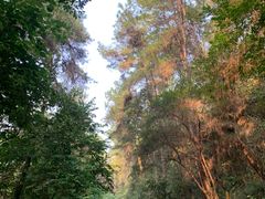 -铁山坪森林公园