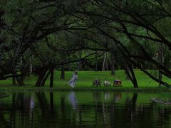 -上海共青森林公园