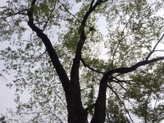 -西柏坡纪念馆