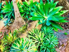 -昆明植物园