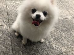-1013 PET SHOP 宠物商店(近铁城市广场店)