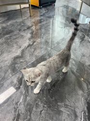 -Sying杉影日式烫染專門店