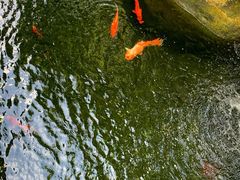 -上海浦东星河湾酒店