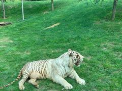 -北京野生动物园